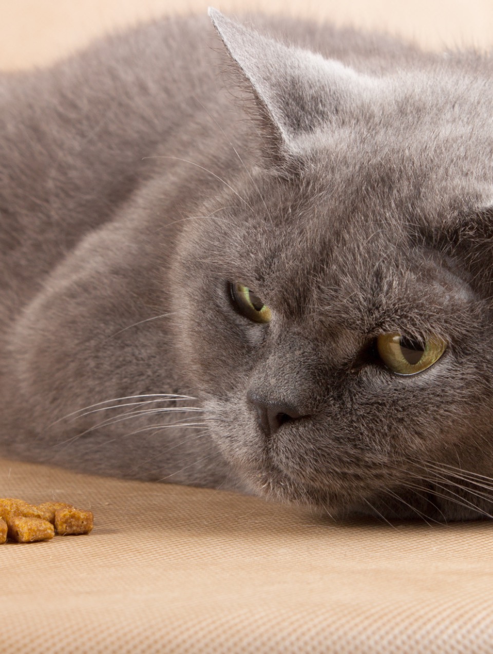 Vomissements chez le chat : signes d'alerte
